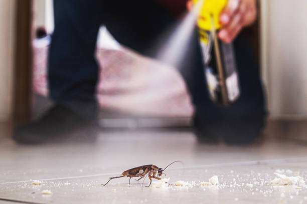 Best Pest Inspection Near Me  in Bridgeport, WV