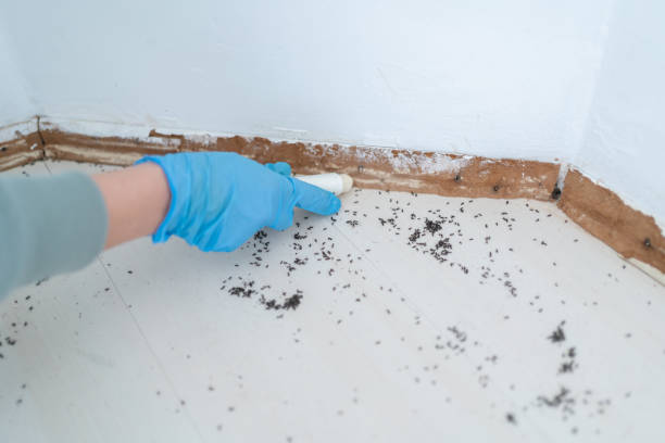 Pest Prevention Services in Bridgeport, WV
